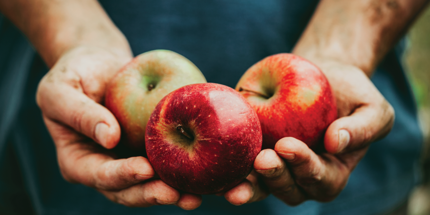Apple Picking Tips for Autumn Campers