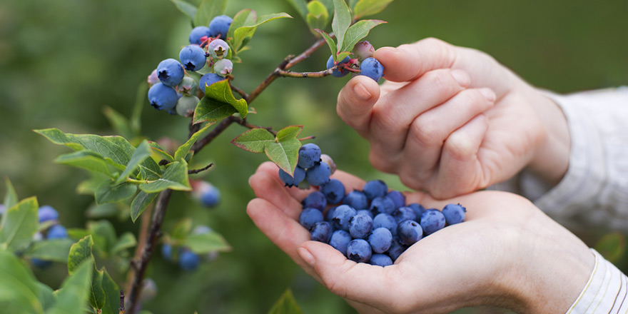 Blueberry Season Picking Near You