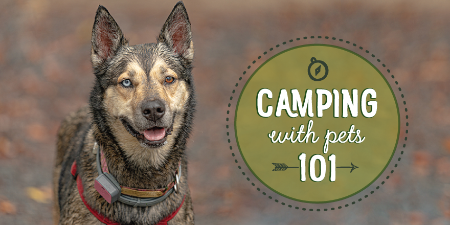 Campground Pet-iquette 101 [Infographic]