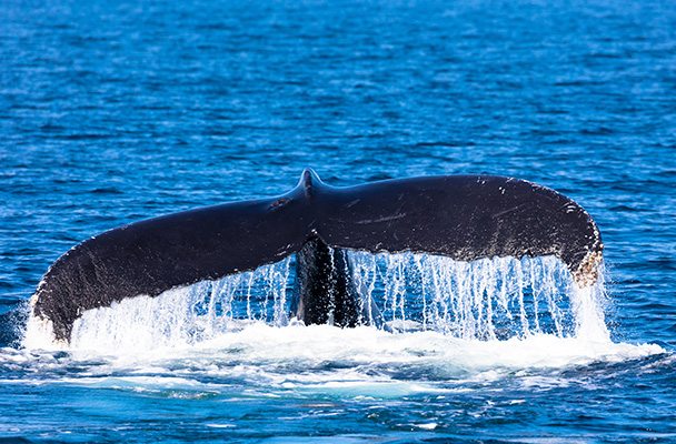 Whale Watching in Cape Cod