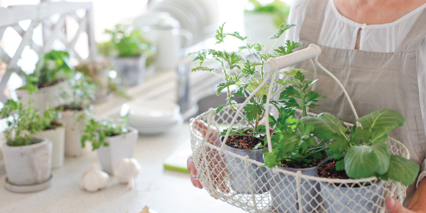 Grow Fresh Veggies Indoors | Sun Outdoors