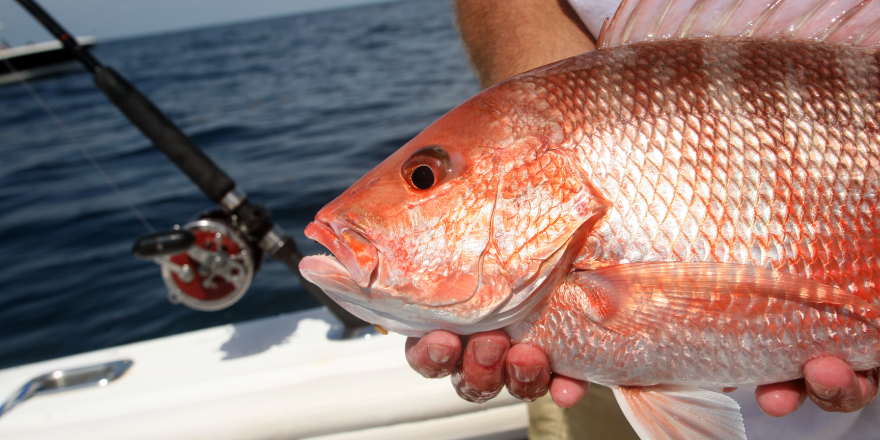 trolling-fishing-kingfish - Distraction Charters