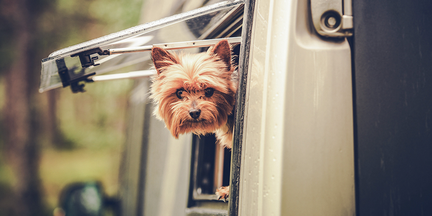RVing with Dogs: 5 Things to Know