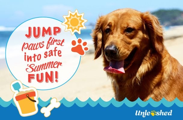 Unleashed: Summer Safety