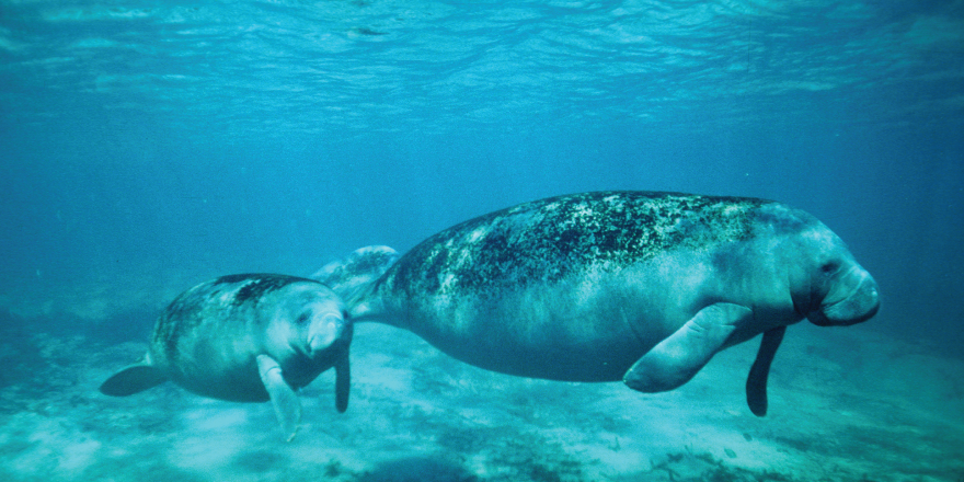 Where to Find Florida Manatees