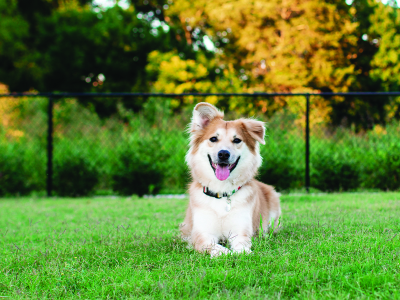 Amenities in Jellystone Park™ Petoskey