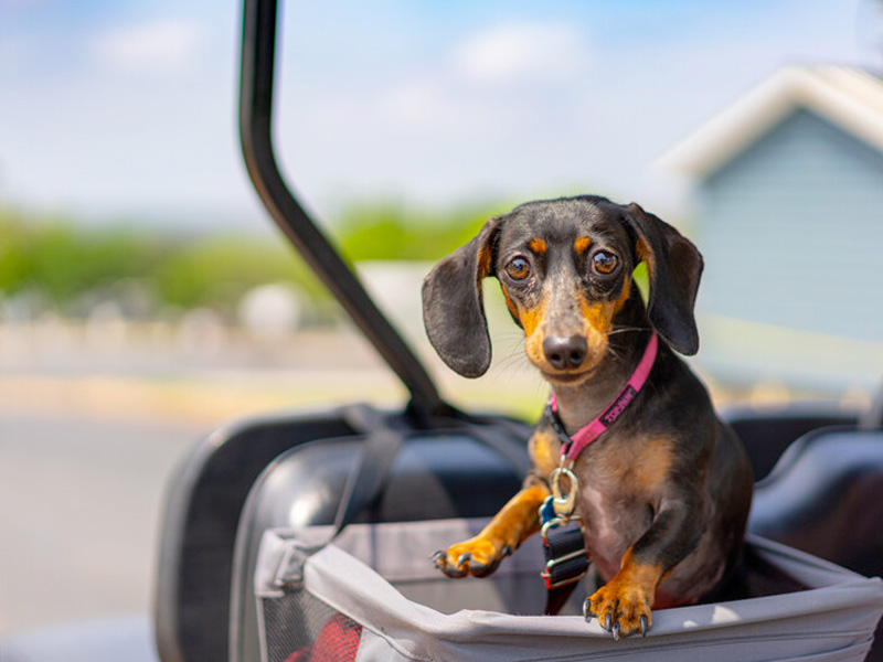 Amenities at Rainbow Village Zephyrhills in Florida
