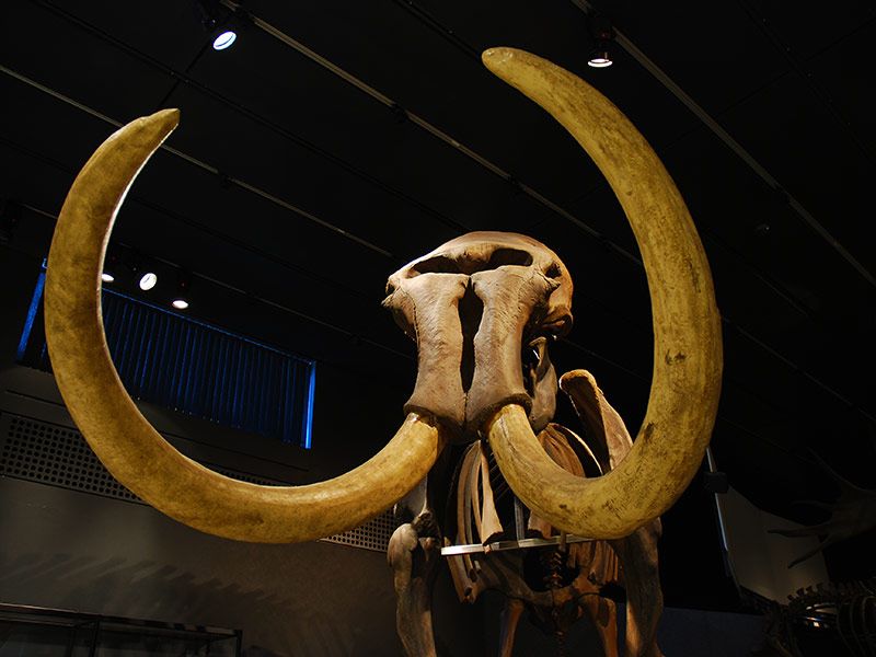 RV Resort in Ft. Bradenton, FL Horseshoe Cove RV Resort