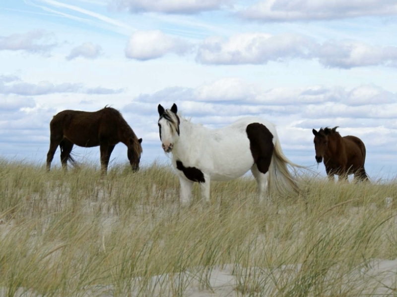 Sun Outdoors Chesapeake Bay is a big rig friendly, Family Camping & RV Resort in Temperanceville